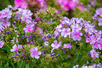 Fototapeta premium phlox flowers in the garden