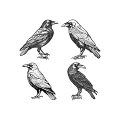 Fototapeta premium Crow hand draw engraving design vector template illustration