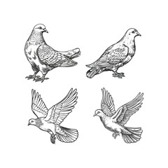 Obraz premium Dove hand draw engraving design vector template illustration