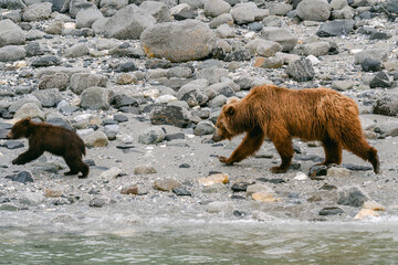 Coastal brown bear (grizzly bear) mother and cub foraging along beach in Glacier Bay National Park...