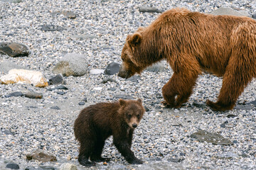Obraz premium Coastal brown bear (grizzly bear) mother and cub foraging along beach in Glacier Bay National Park in southeast Alaska 