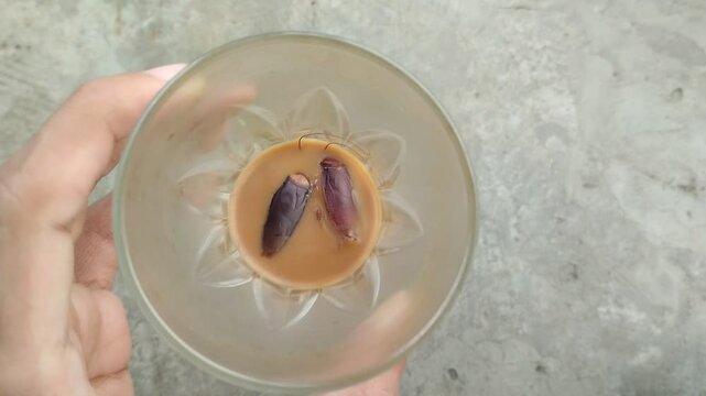 two cockroaches that got into a used glass coffee cup