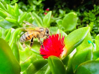 Bee in a beautiful flower