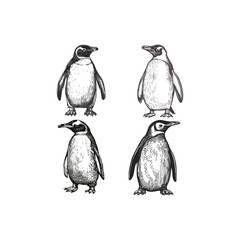 Naklejka premium Penguin hand draw engraving design vector template illustration