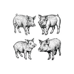 Fototapeta premium Pig hand draw engraving design vector template illustration