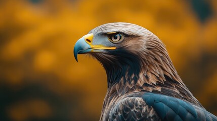 Fototapeta premium Close-up portrait of a golden eagle, head and shoulders, against a blurred autumnal background.