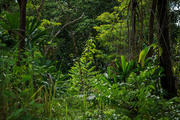 Fototapeta premium fern in the forest