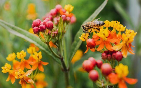 Honey bee pollinating colorful flowers in a pollinator garden.
