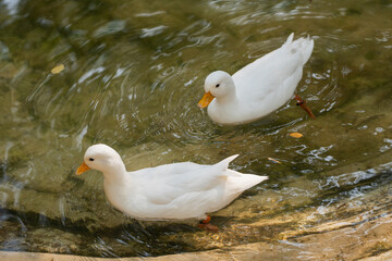 Two White Ducks Gracefully Swimming in Clear Water Surrounded by Tranquil Nature, Capturing a Peaceful Moment in a Serene Setting for Stock Photo Use