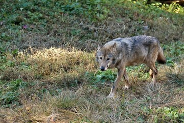 Obraz premium カメラ目線で歩くオオカミ