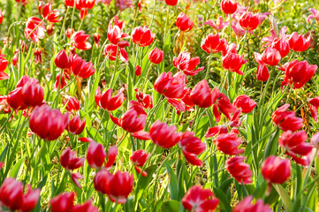 Fototapeta premium Tulips is The flowers are usually large, showy and brightly colored, generally red, pink, yellow, or white. Chiang Rai Province : Thailand