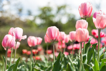Pink tulips of the "Angelique" variety blooming against a blurred sky and lush greenery background, creating a serene and vibrant floral scene perfect for postcards or designs with copy space