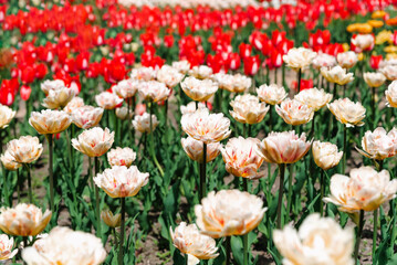 A stunning field of blooming tulips with creamy white petals and vibrant red flowers in the background. Bright green stems and sunlit flowers create a colorful spring scene