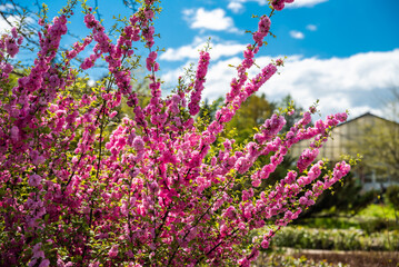 Blooming branches of double-flowered Prunus triloba, covered with vivid pink blossoms, stand out...