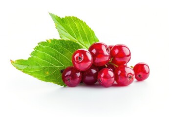 High Quality Picture of Bearberry with Leaf Fruit on White Background