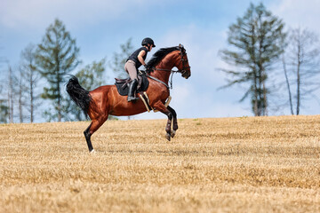 Horse with rider galloping on the stubble field.