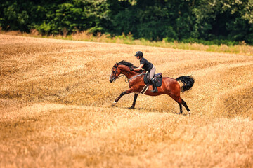 Horse with rider galloping on the stubble field.