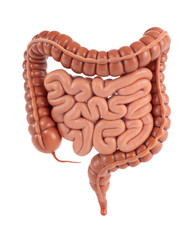 realistic healthy human intestine ,internal organs .isolated on a white background with clipping path, cutout.