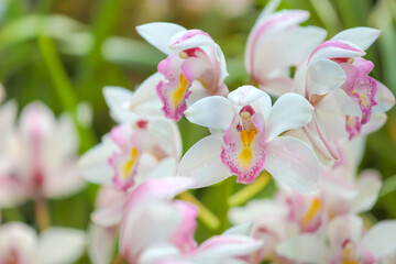 Obraz premium Paphiopedilum orchid white and pink flower selective focus