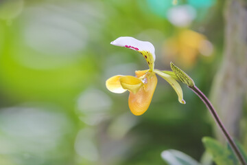 Paphiopedilum orchid flower selective focus