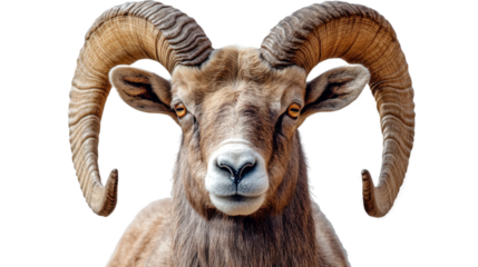 chamois ram hunting trophy isolated on white background