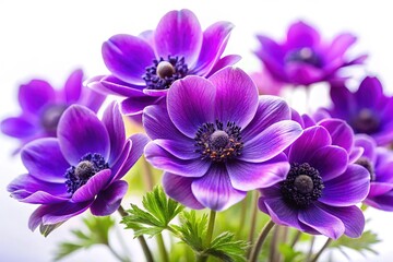 Purple Flowers on White Background - Stunning Floral Art
