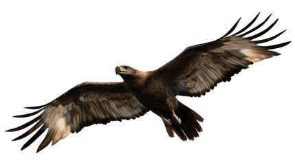 Fototapeta premium Eagle transparent background