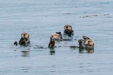 Sea otters floating in Glacier Bay National Park in southeast Alaska 