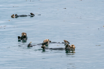 Sea otters floating in Glacier Bay National Park in southeast Alaska 