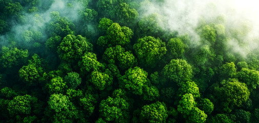 Forest conservation initiatives to reduce co2 emission tropical region aerial photography lush green environment elevated viewpoint eco-friendly practices