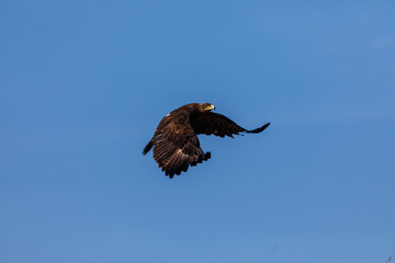 The majestic steppe eagle (Aquila nipalensis) soars gracefully over the grasslands of Bhigwan Wildlife Sanctuary, showcasing its impressive wingspan against the clear skies.