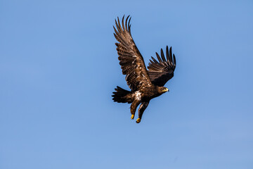 The majestic steppe eagle (Aquila nipalensis) soars gracefully over the grasslands of Bhigwan Wildlife Sanctuary, showcasing its impressive wingspan against the clear skies.