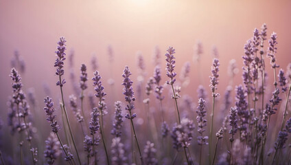 Naklejka premium lavender field at sunset