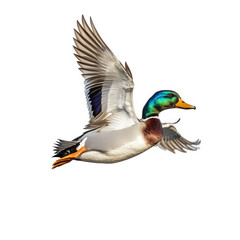 Obraz premium a vibrant mallard duck in mid-flight. showcasing its colorful plumage and graceful wings against a clean. white background essence of wildlife in motion. emphasizing the beauty and agility of this co