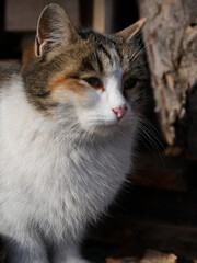 beautiful spotted cat sitting on the wooden background in the garden