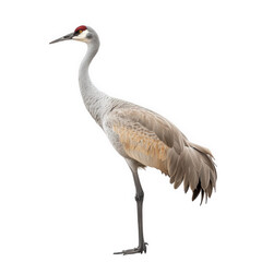 Obraz premium graceful crane standing elegantly against a white background. showcasing its long legs. slender neck. and distinctive red crown the bird's plumage exhibits soft gray and beige tones. emphasizing its b