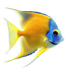 Naklejka premium vibrant and colorful fish. showcasing its intricate patterns and bright hues of blue and yellow the fish is depicted against a plain white background. emphasizing its beauty and details. likely intend
