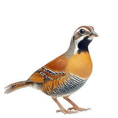 Fototapeta premium colorful bird with a striking orange and gray plumage. characterized by its distinctive markings and elegant posture it stands against a plain white background. highlighting its features and colors. m