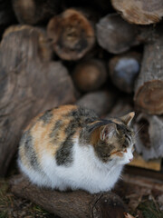 beautiful spotted cat sitting on the wooden background in the garden