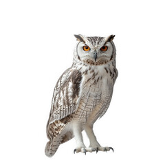 Fototapeta premium a majestic owl with striking orange eyes and intricate feather patterns. standing prominently against a plain white background its posture and gaze convey a sense of wisdom and alertness. making it a