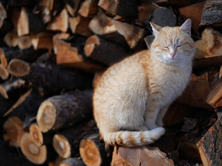 beautiful ginger cat sleeping in the garden on the wooden background