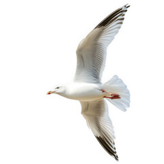 Obraz premium a seagull in mid-flight against a bright. white background. showcasing its elegant wings and distinctive features grace and freedom of the bird in its natural habitat
