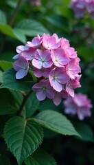 Fototapeta premium Partially open hydrangea flowers revealing complete buds, nature, growth