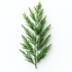 Fototapeta premium Close-up of a vibrant green Asparagus Fern leaf, showcasing its delicate texture and intricate details against a clean white background. A perfect representation of nature's beauty.