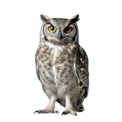 Fototapeta premium majestic owl standing upright against a plain white background its striking yellow eyes and detailed feather patterns highlight its beauty and uniqueness. making it an ideal subject for wildlife photo