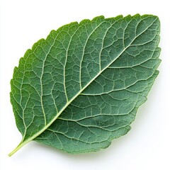 Fototapeta premium Close-up of a vibrant green leaf, showcasing intricate details of its veins and texture against a clean white background. A perfect image for nature lovers and botanical enthusiasts.