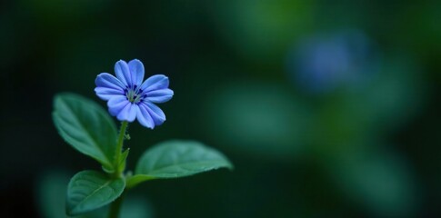 Small, blue flowers on a dark green, miniaturized plant stem, African violet, botanicals