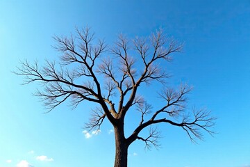 A tree's bare branches reach up towards a clear blue sky, bare tree, serene