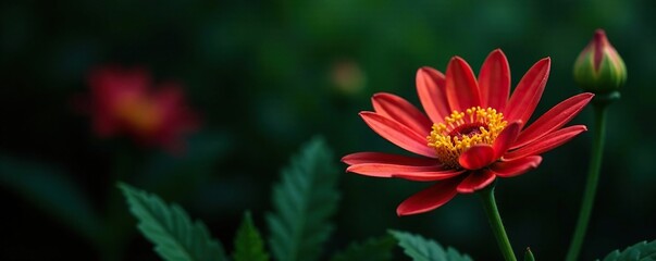 Leafy stem with gazania blooms in the foreground on a dark green background, botany, bloom, gazania