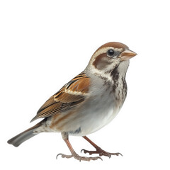 close-up of a small bird. showcasing its detailed plumage and features against a plain background the bird appears alert and is positioned to the side. allowing for a clear view of its characteristics